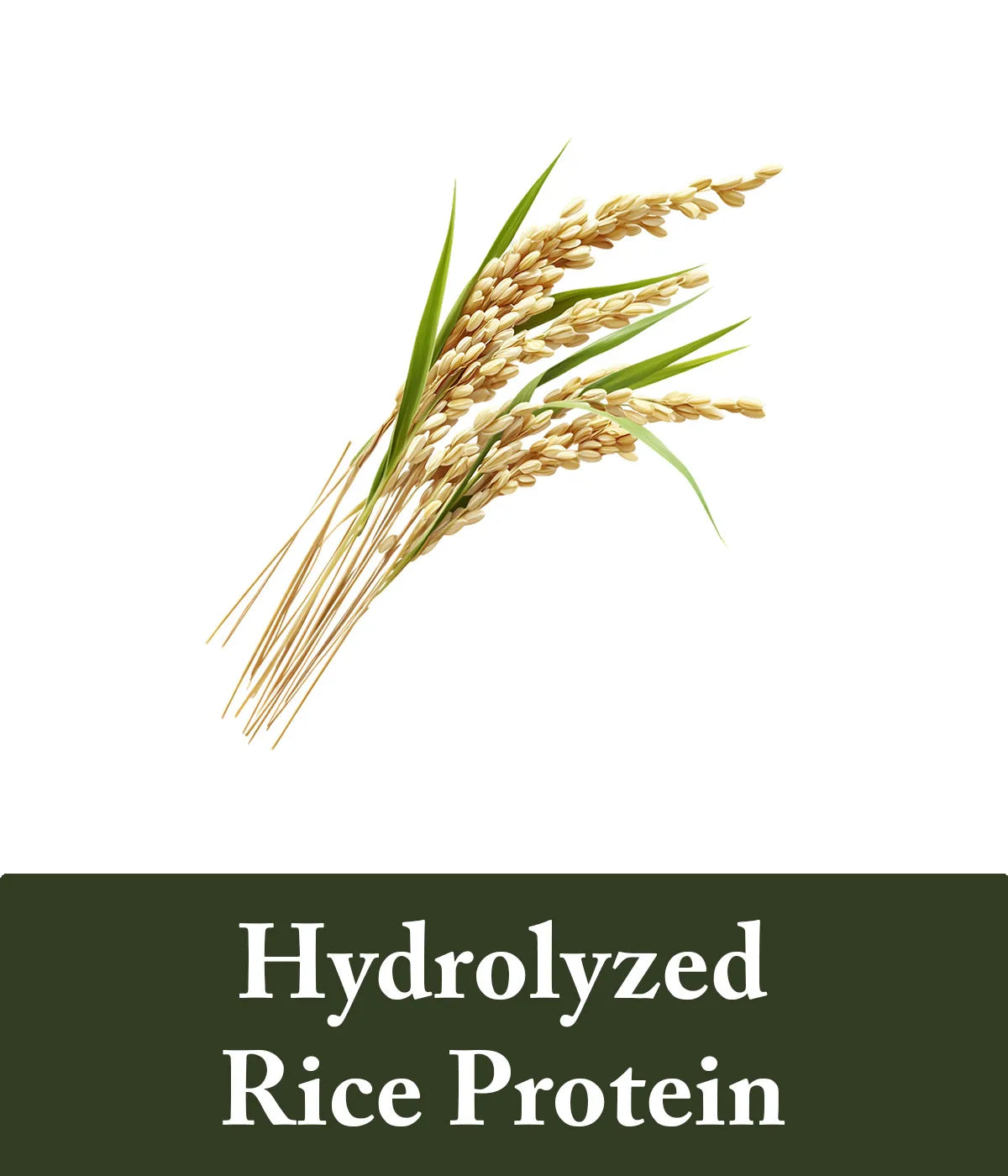 Rice water and hydrolyzed protein shampoo and conditioner