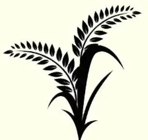 Tea tree and hydrolyzed protein shampoo