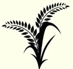 Tea tree and hydrolyzed protein shampoo
