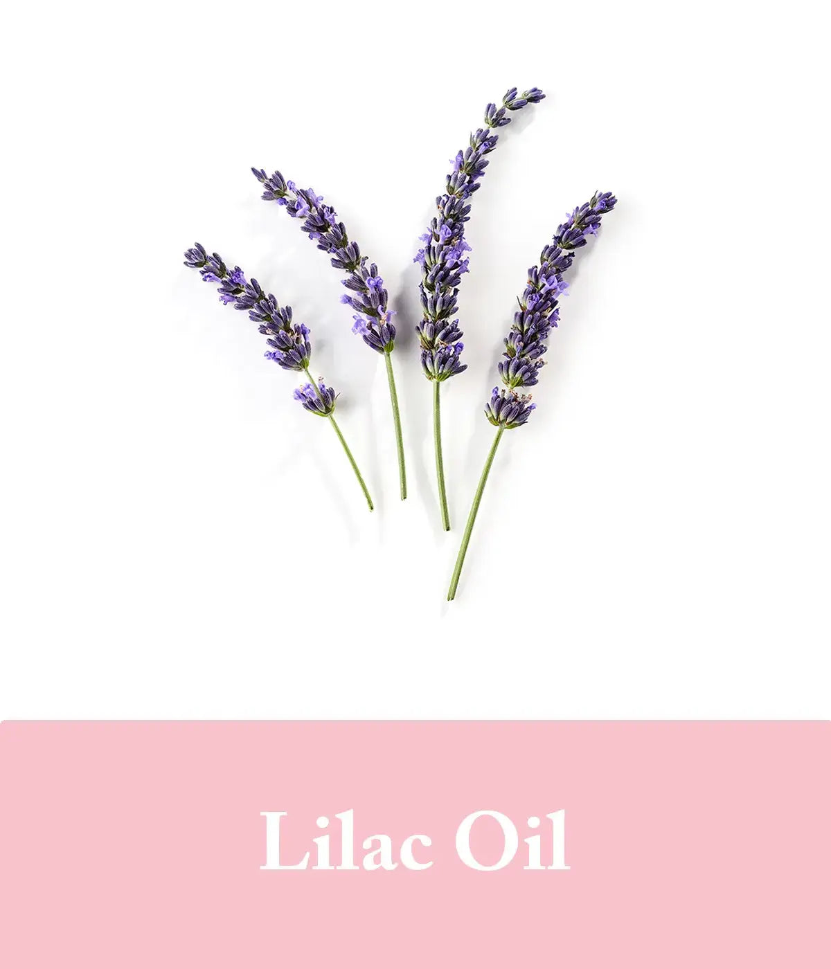 liliac in a conditioner with rose