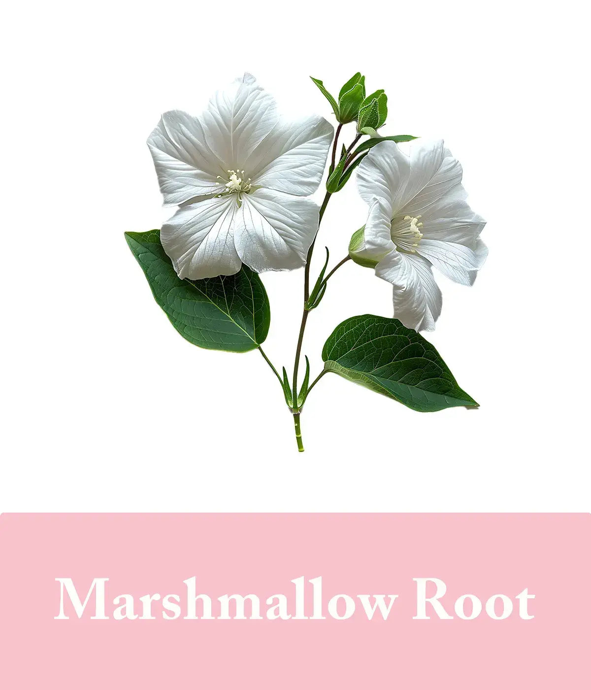 rose oil soap with marshmallow root
