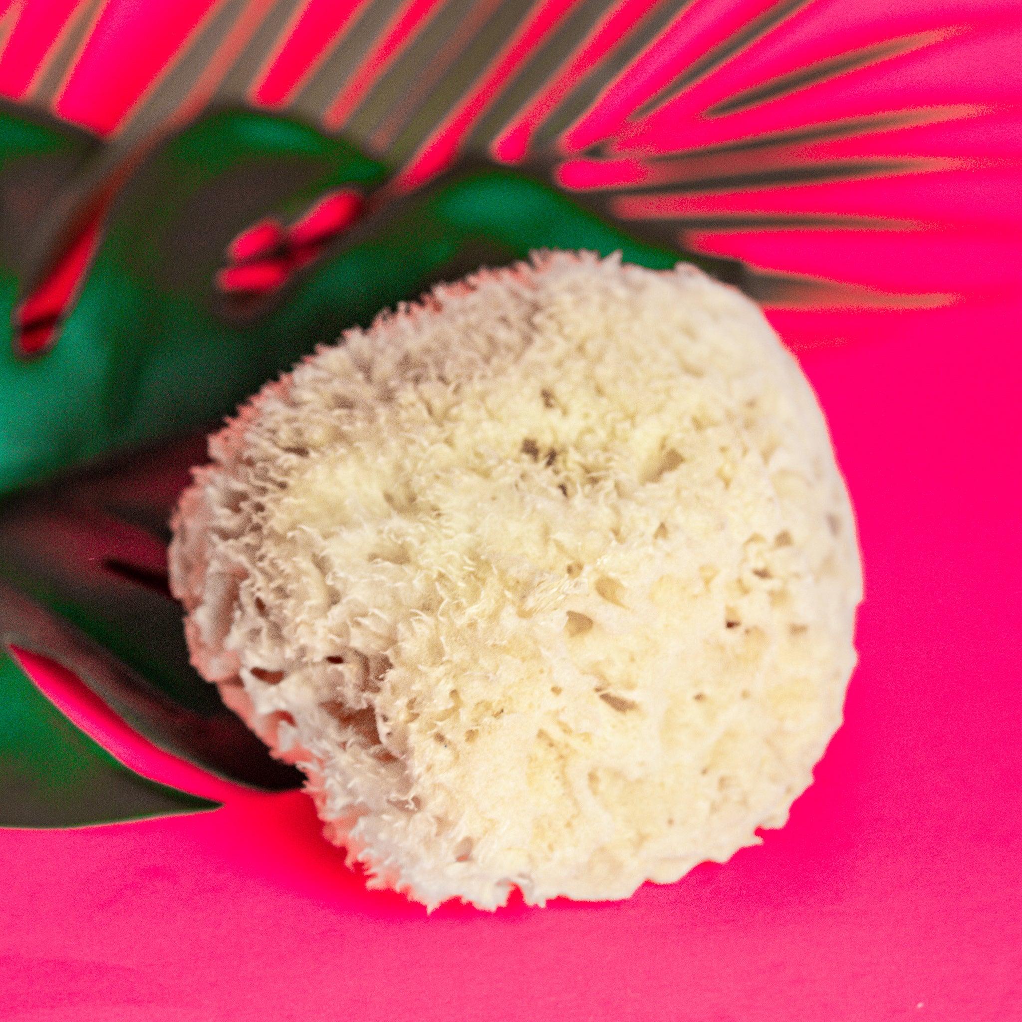 Sea Sponge
