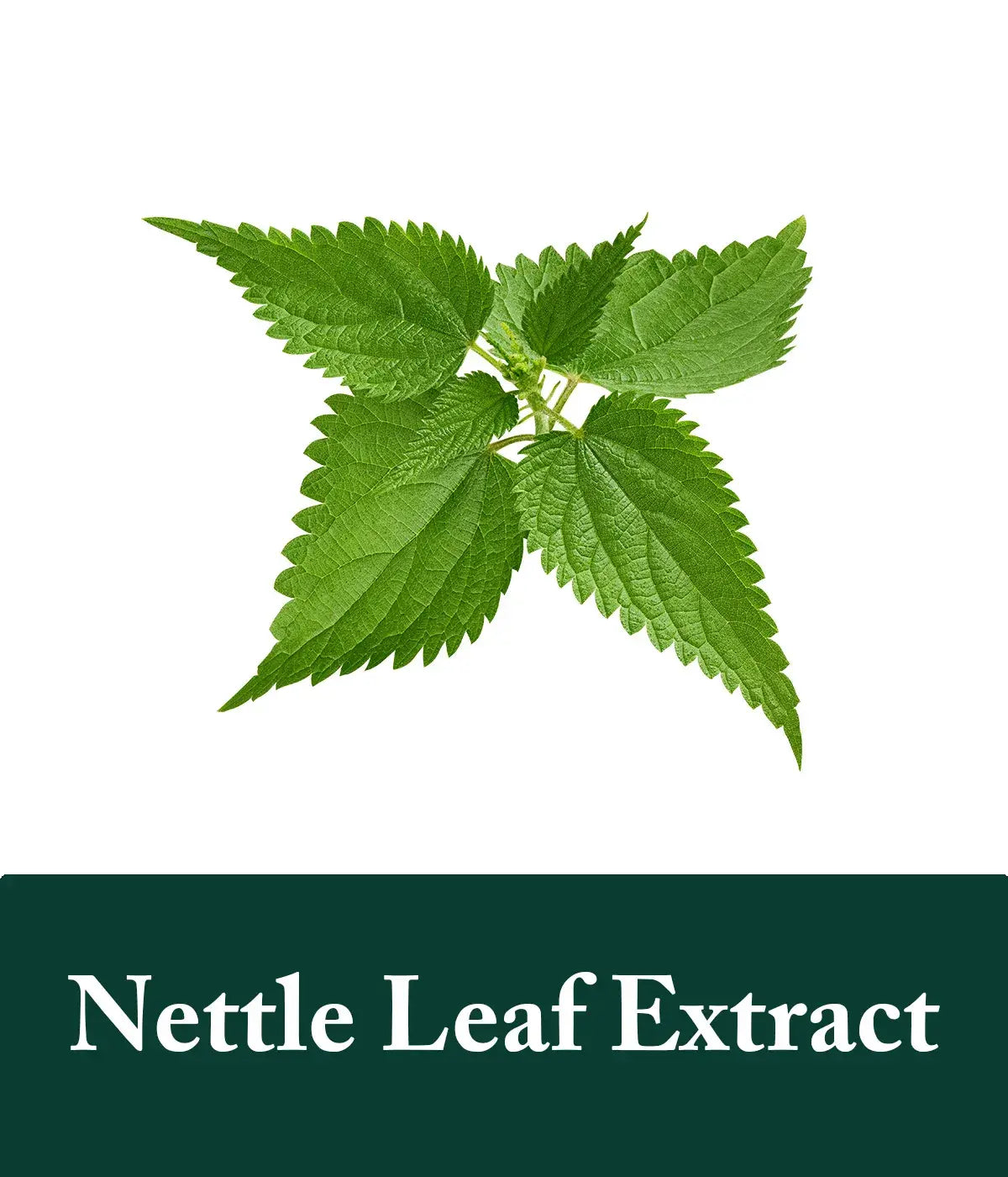 Rosemary and nettle leaf shampoo and conditioner