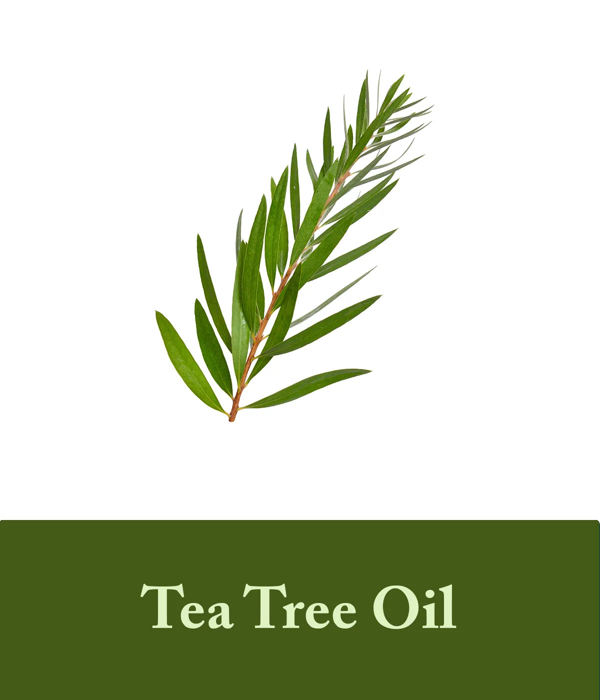 tea tree oil in olive oil conditioner