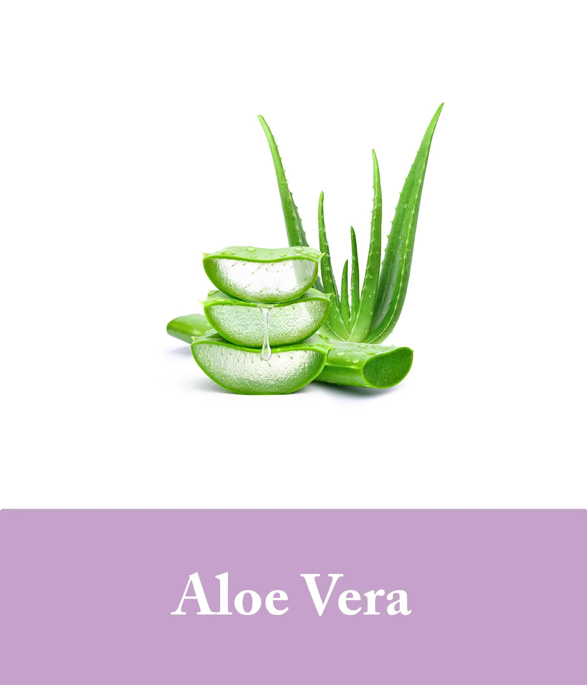 aloe vera in shampoo purple