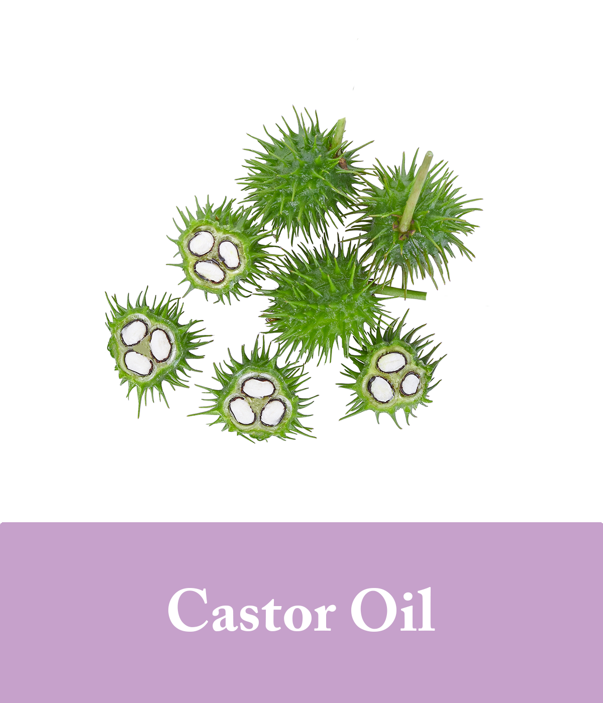 castor oil in purple shampoo