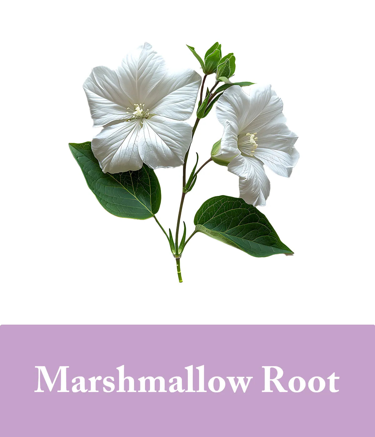 marshmallow root extract purple shampoo