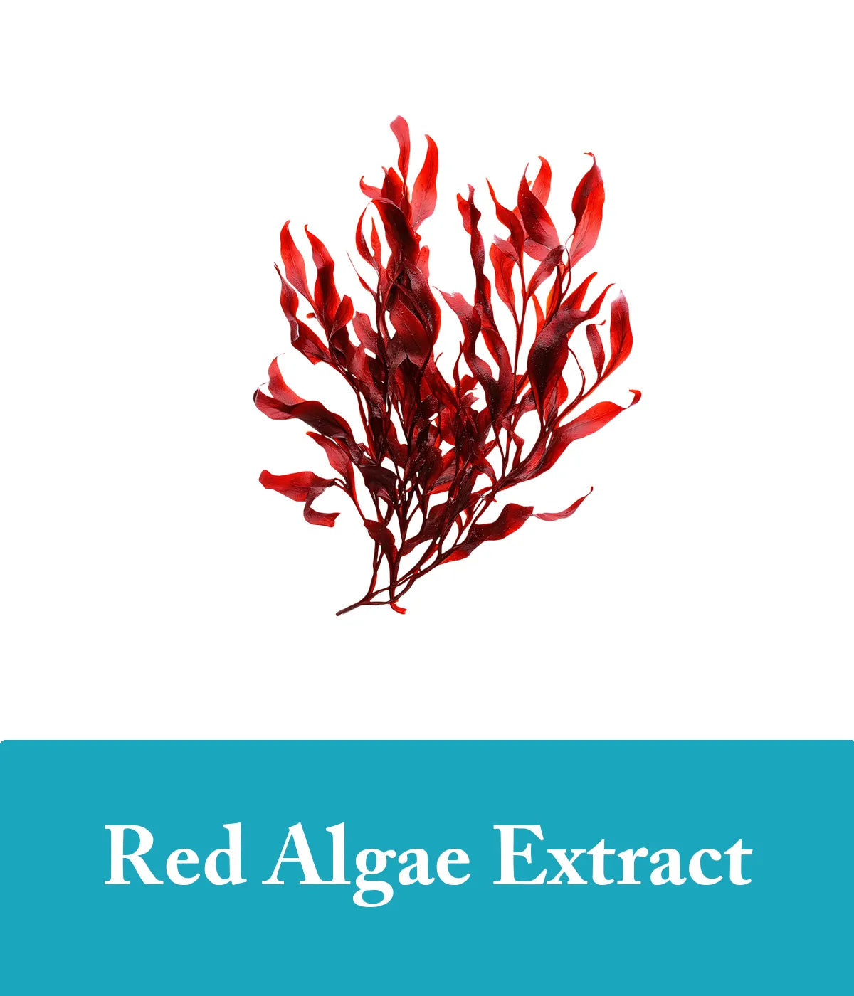 Seaweed and red algae conditioner