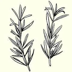 conditioner rosemary scented