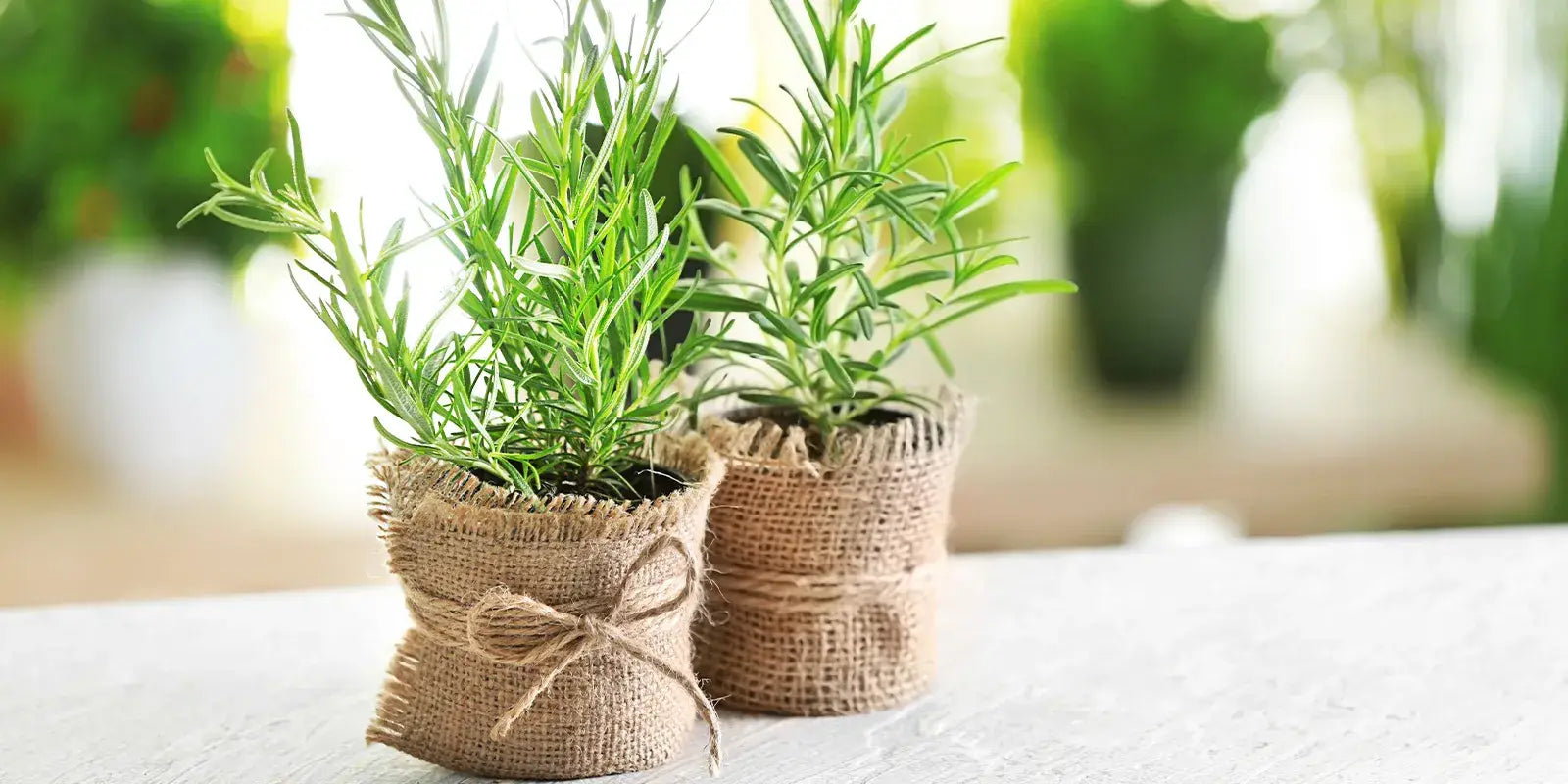 rosemary for hair growth