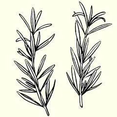 Icon for rosemary oil shampoo and conditioner