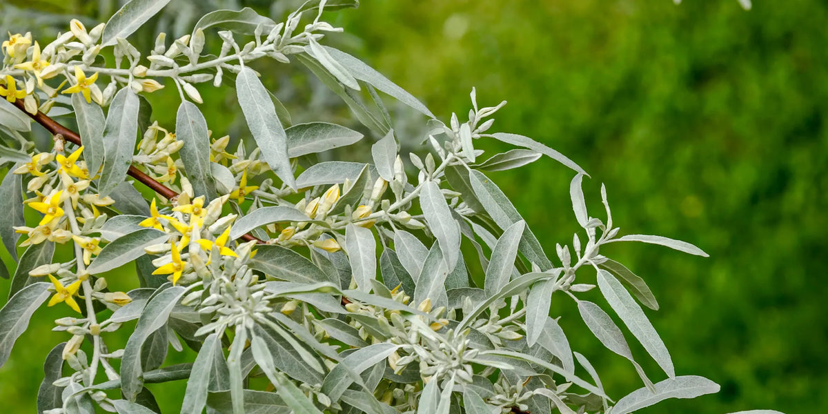 willow bark extract from a white willow tree