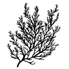 Algae and seaweed conditioner