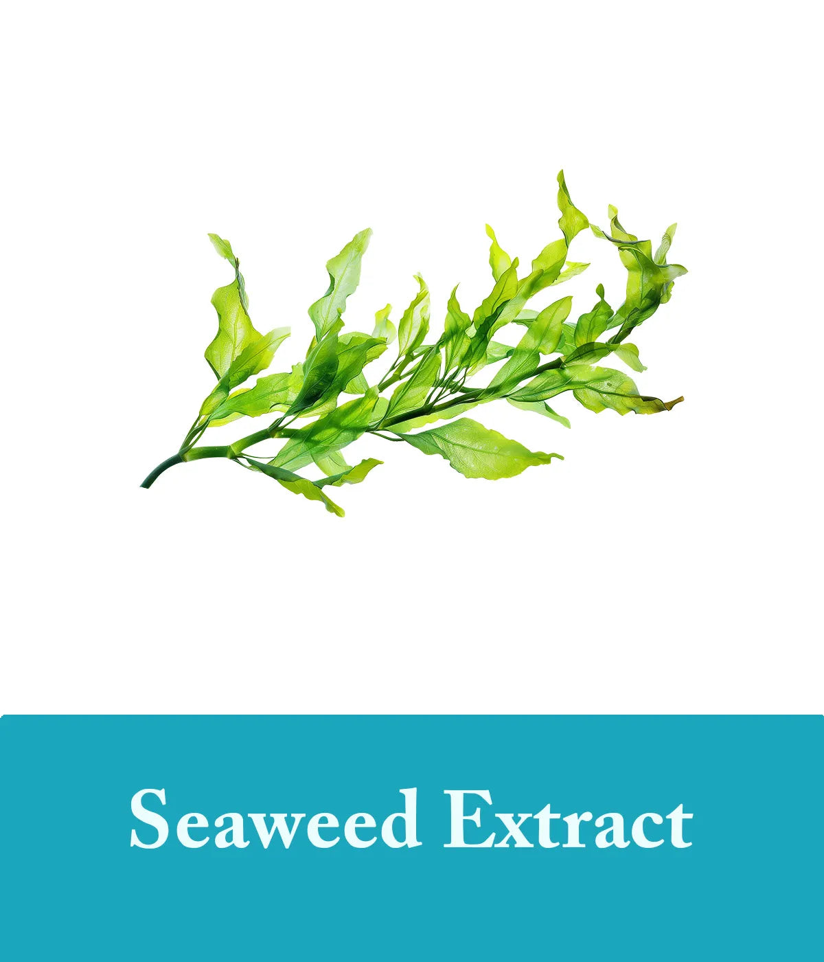 sea salt and seaweed extract soap