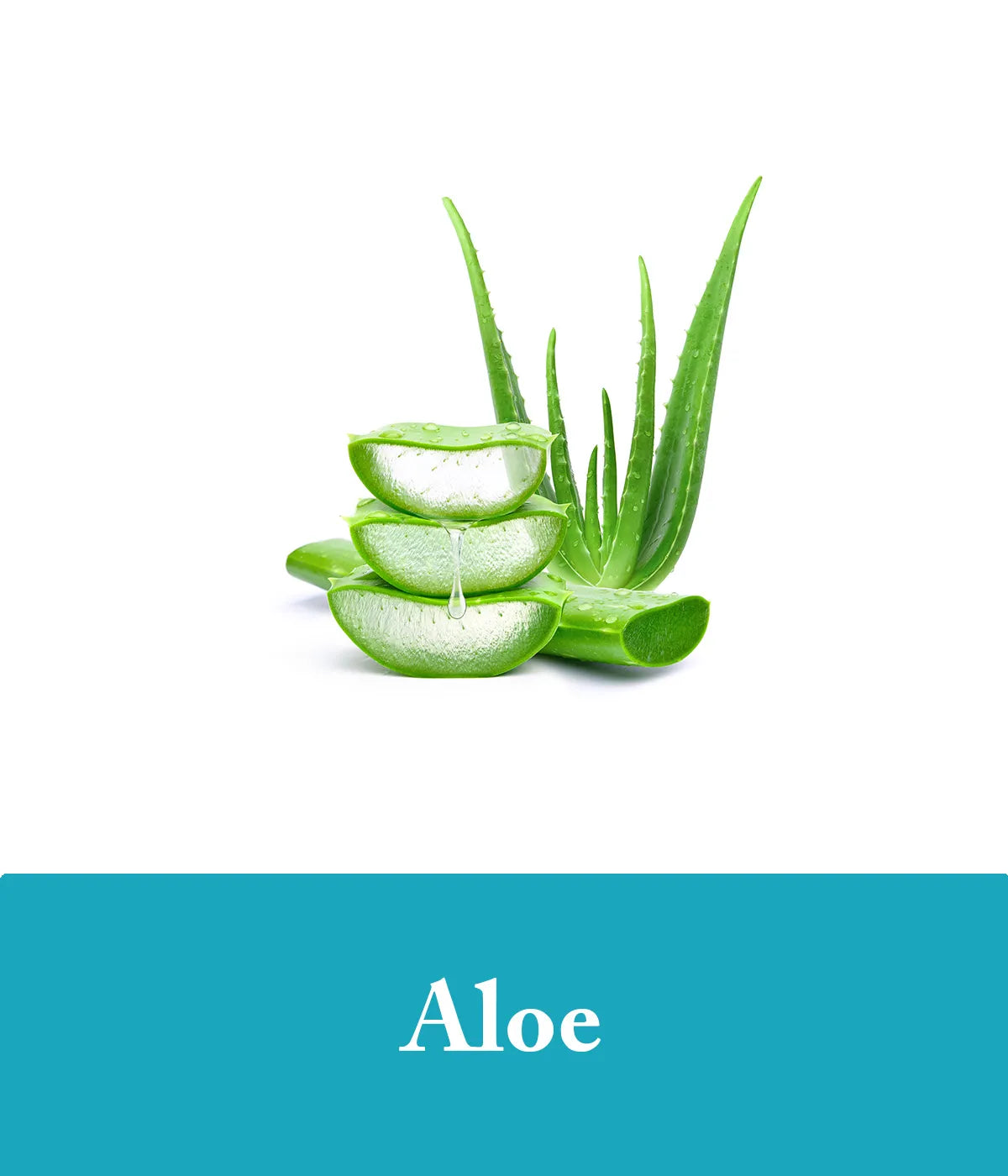 Seaweed shampoo and conditioner with aloe