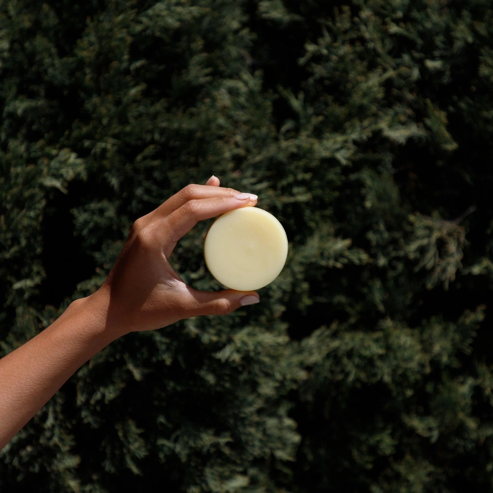 Natural Citrus Conditioner Bars - Seek Bamboo