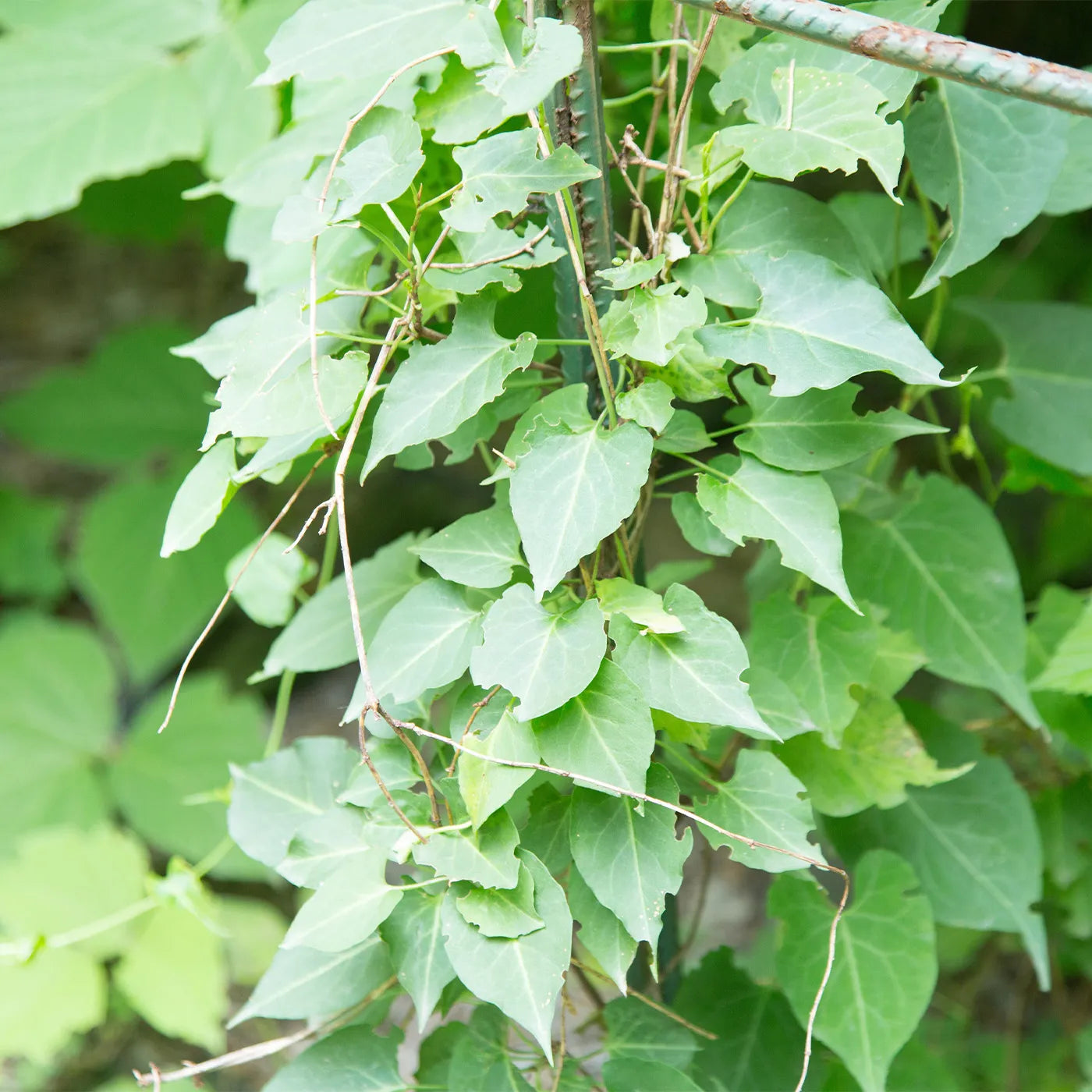 shampoo polygonum