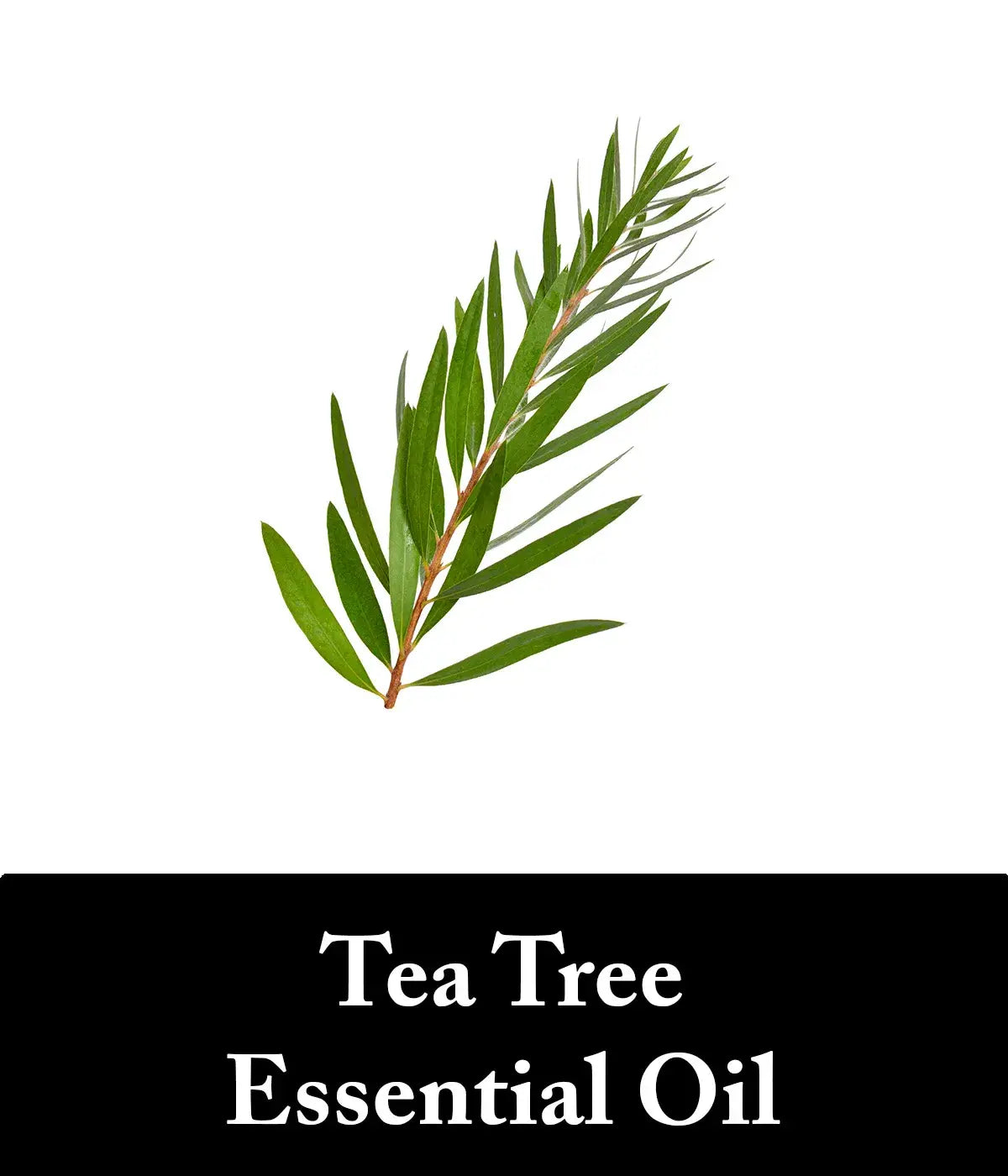 tea tree oil in charcoal conditioner