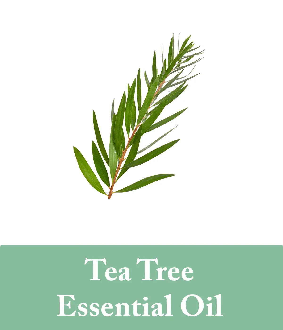 eucalyptus and tea tree oil shampoo