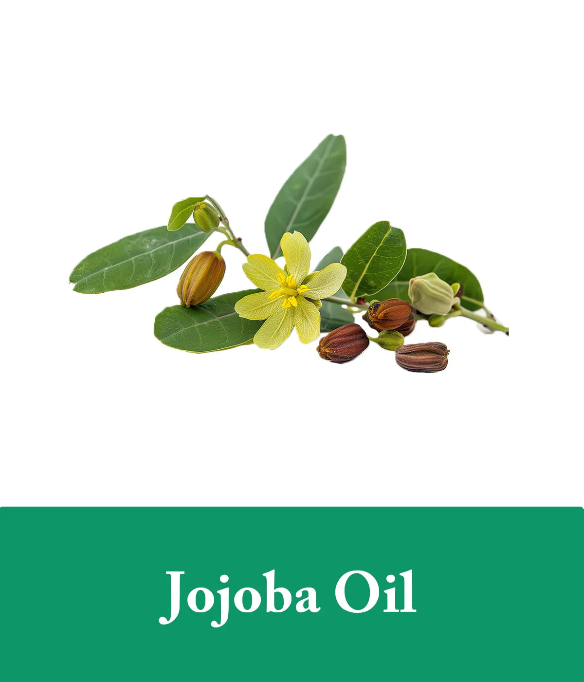 Tea tree and jojoba oil shampoo