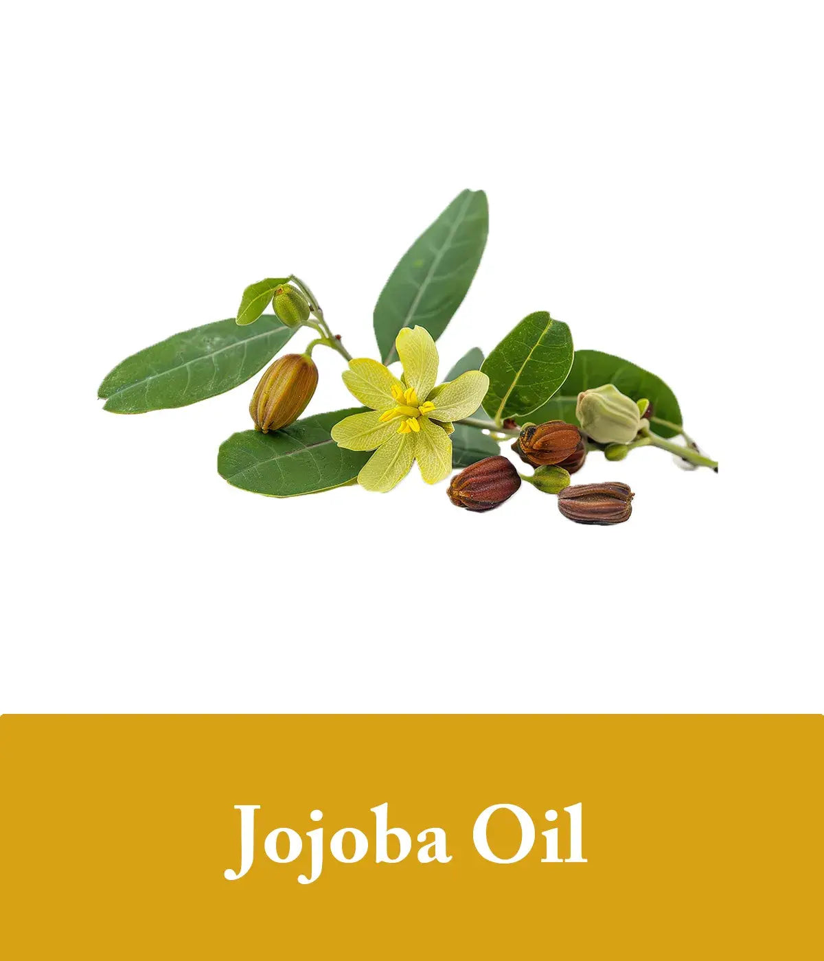 jojoba oil and vanilla soap