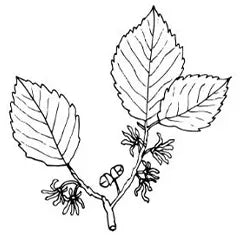 eucalyptus and witch hazel shampoo