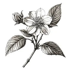 green tea and witch hazel conditioner