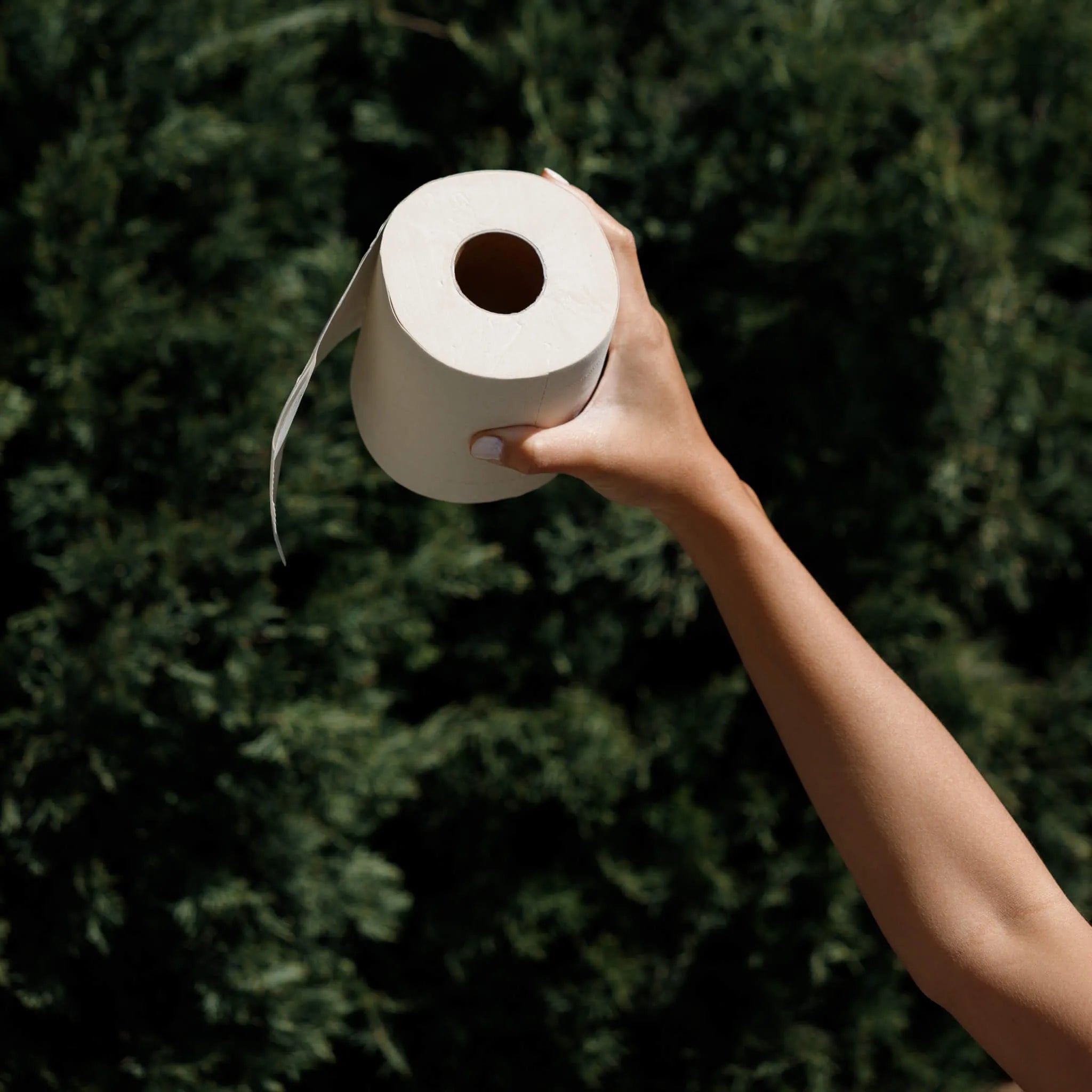 Pros And Cons Of Bamboo Toilet Paper