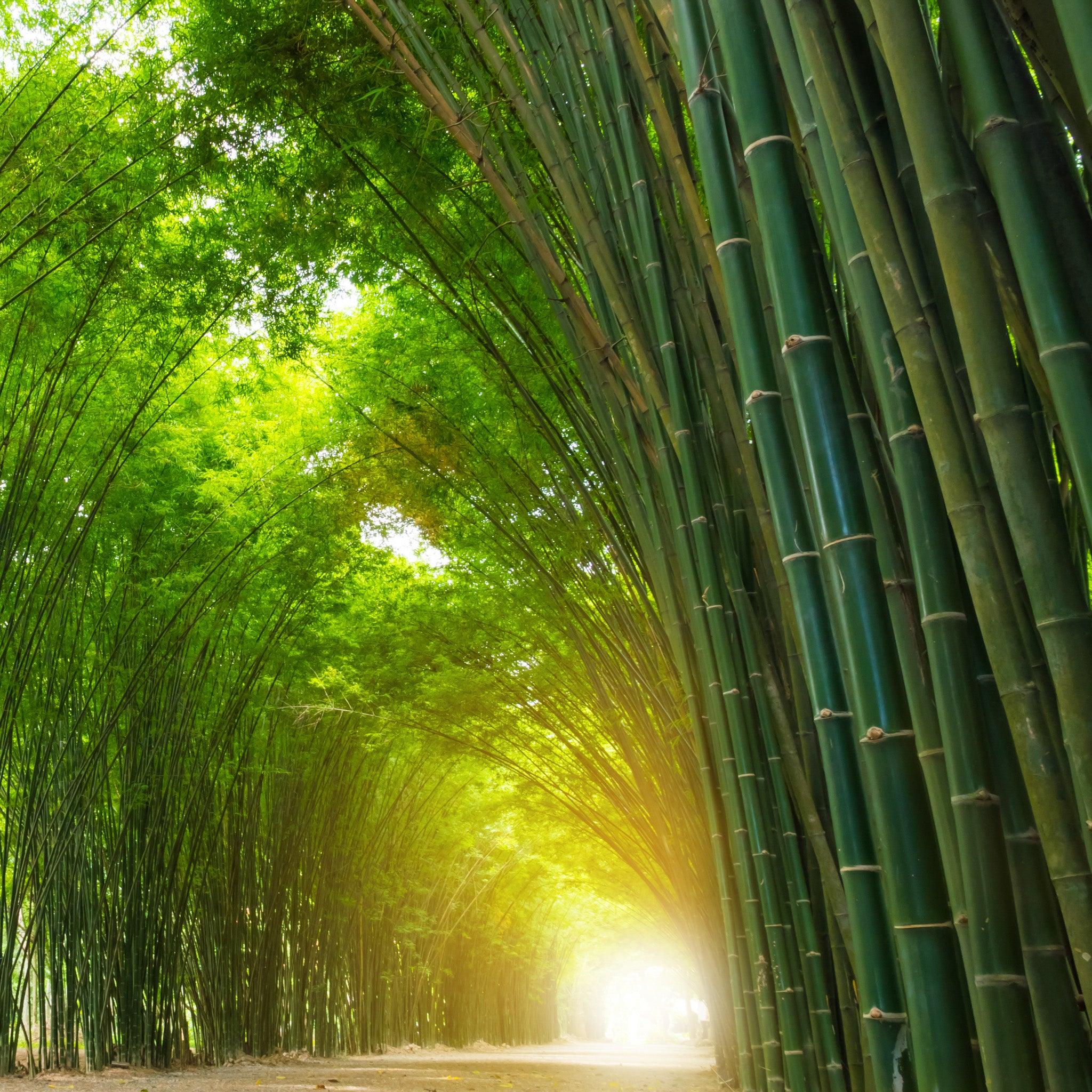 Is Bamboo Toilet Paper Sustainable