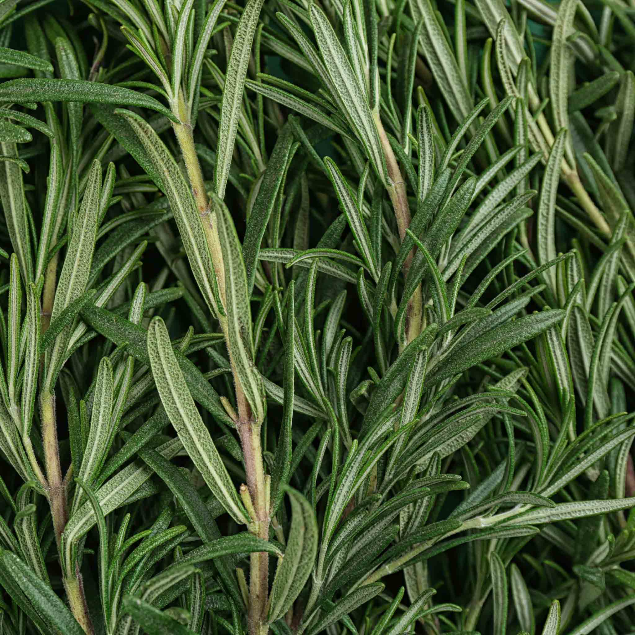 picture of rosemary for a benefits and uses blog