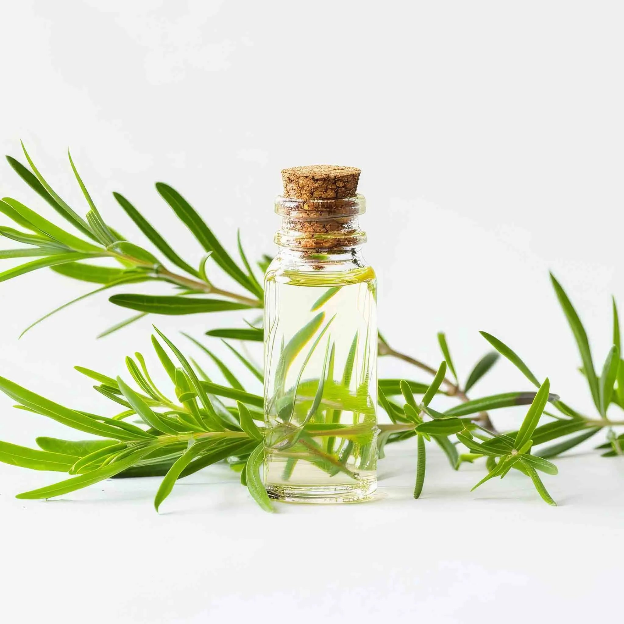 tea tree oil shampoos
