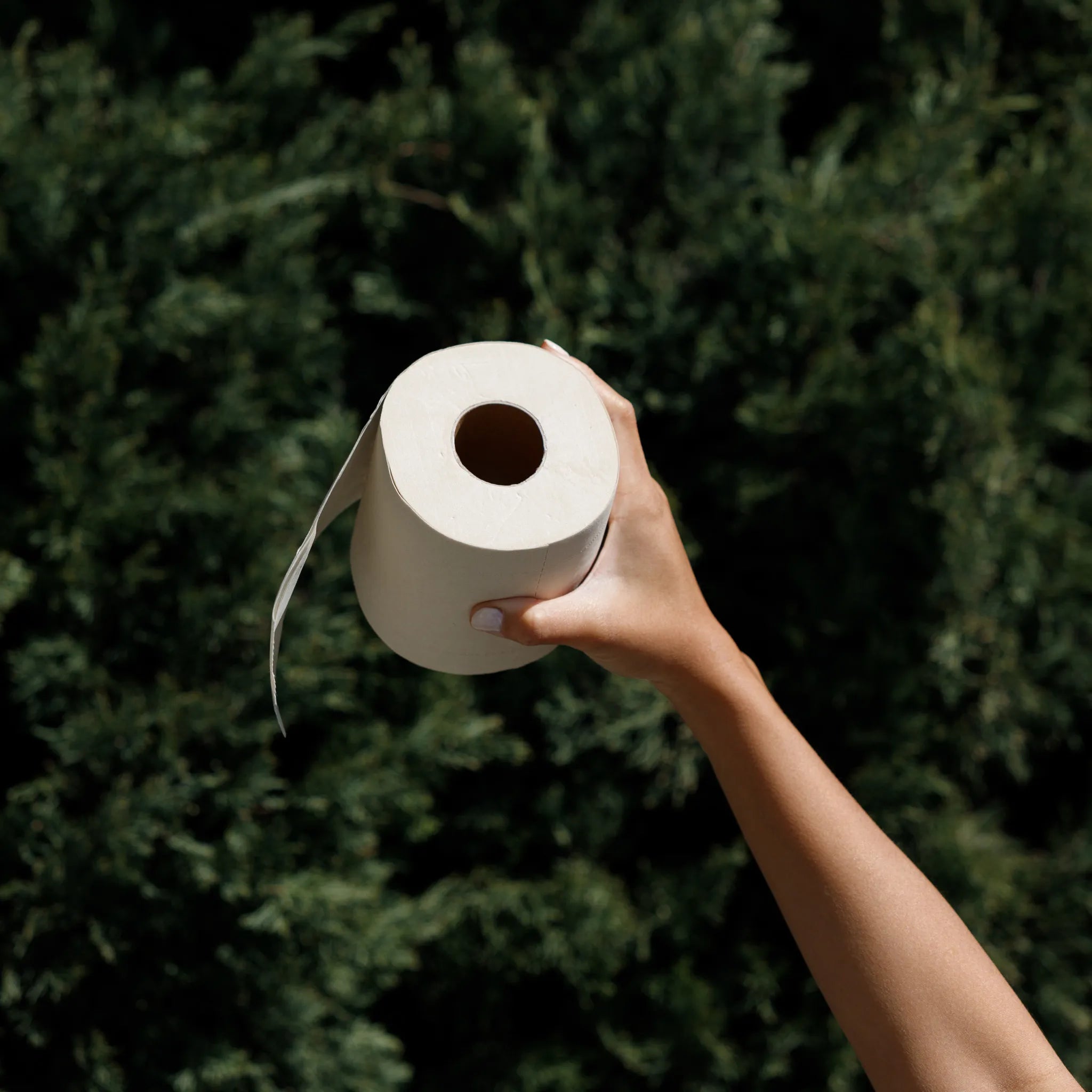 unbleached toilet paper - seek bamboo