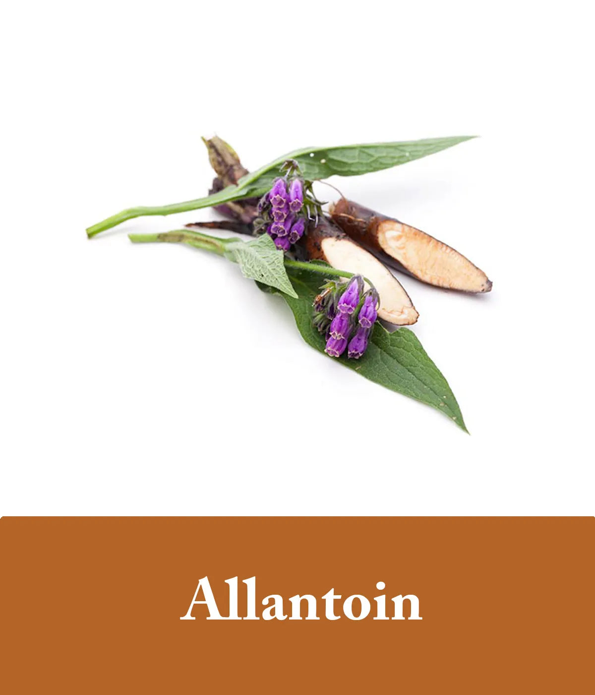 allantonin in ginger conditioner