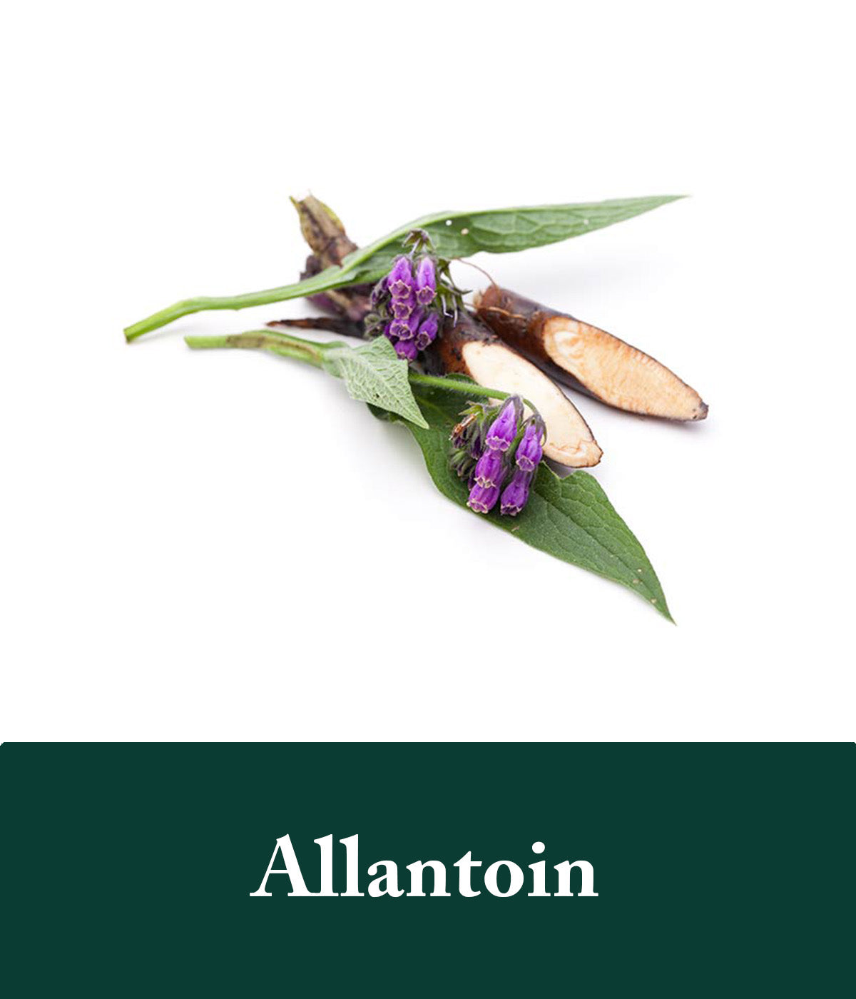 Allantoin Rosemary Conditioner Ingredient