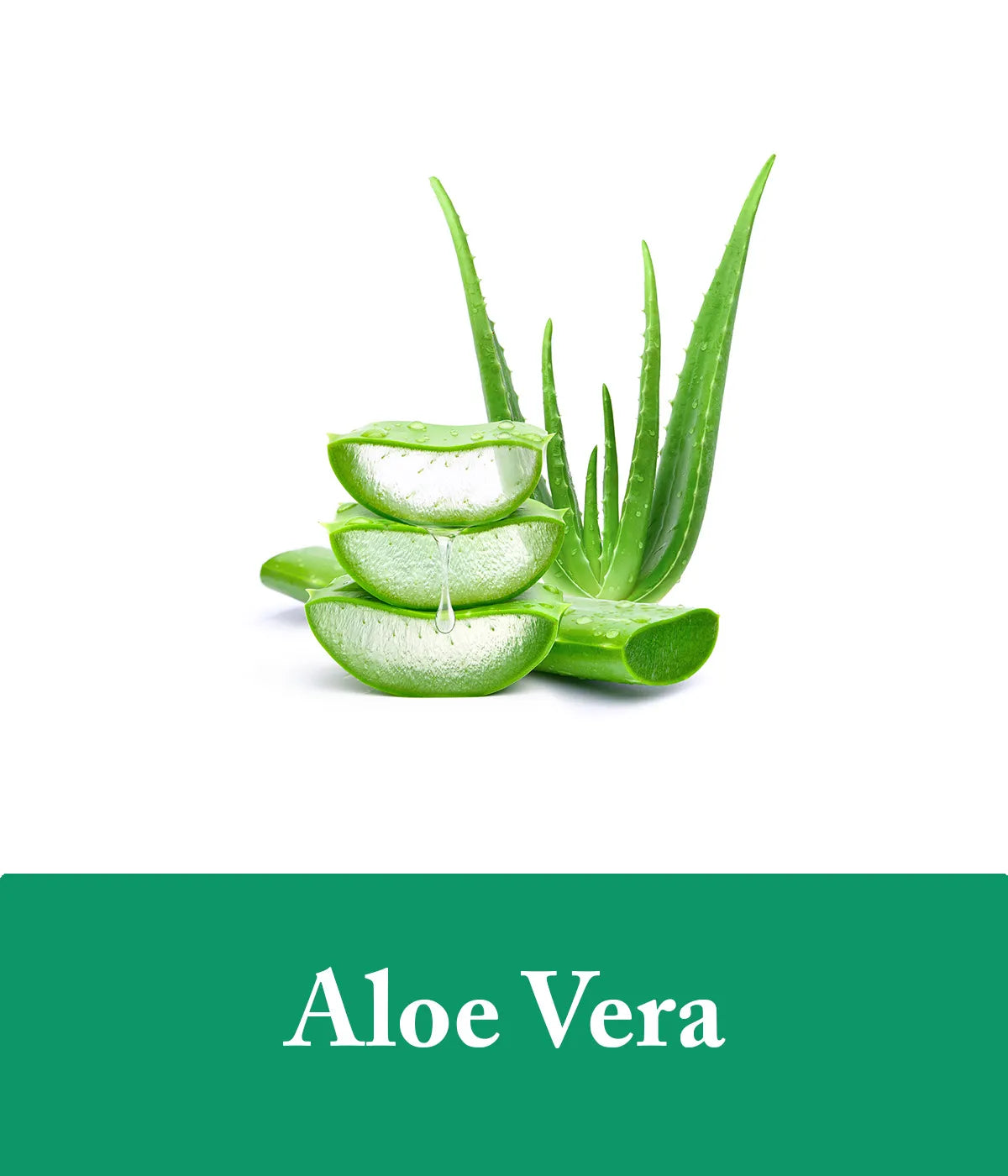 Aloe Vera Tea Tree Shampoo Ingredient