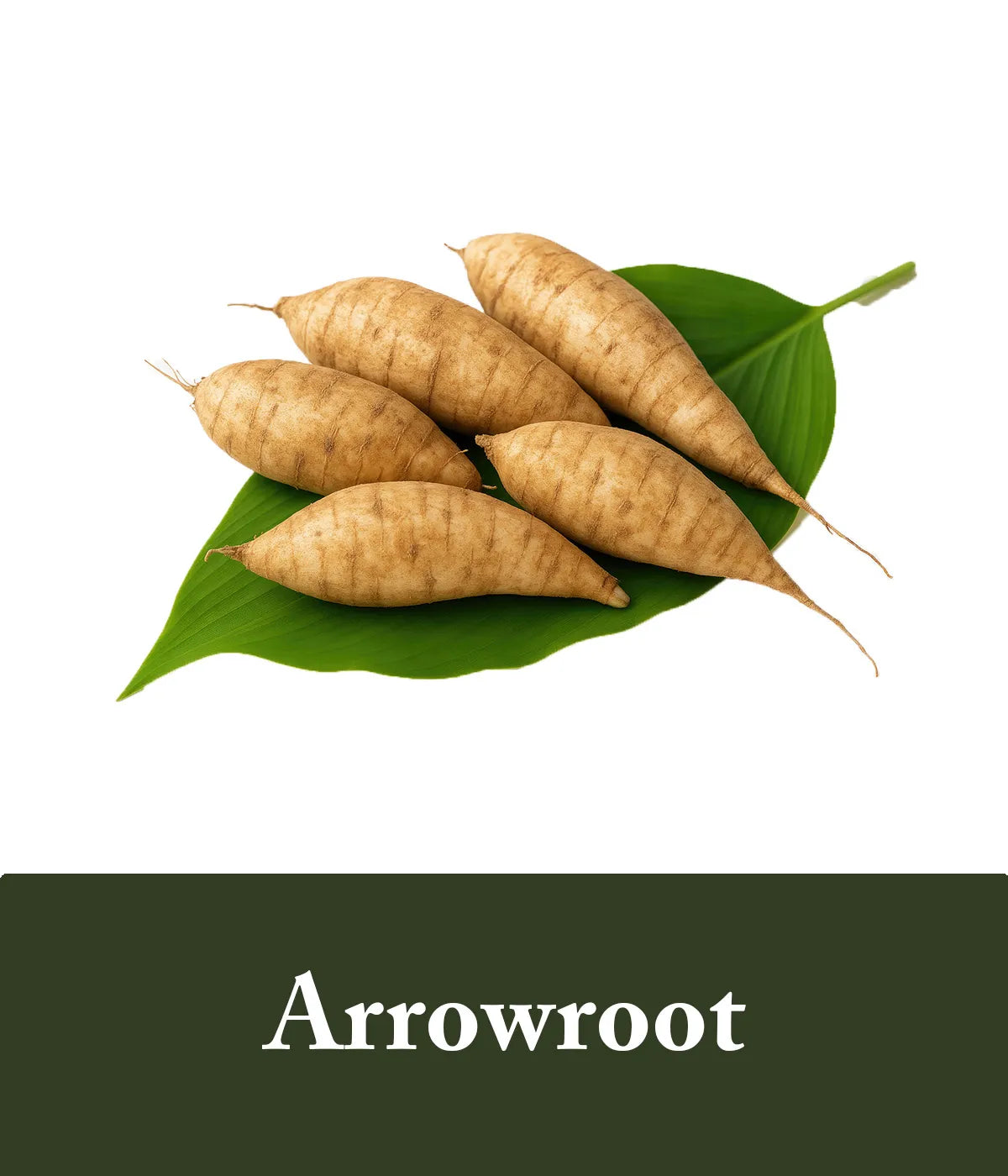 Arrowroot Ingredient Rice Shampoo