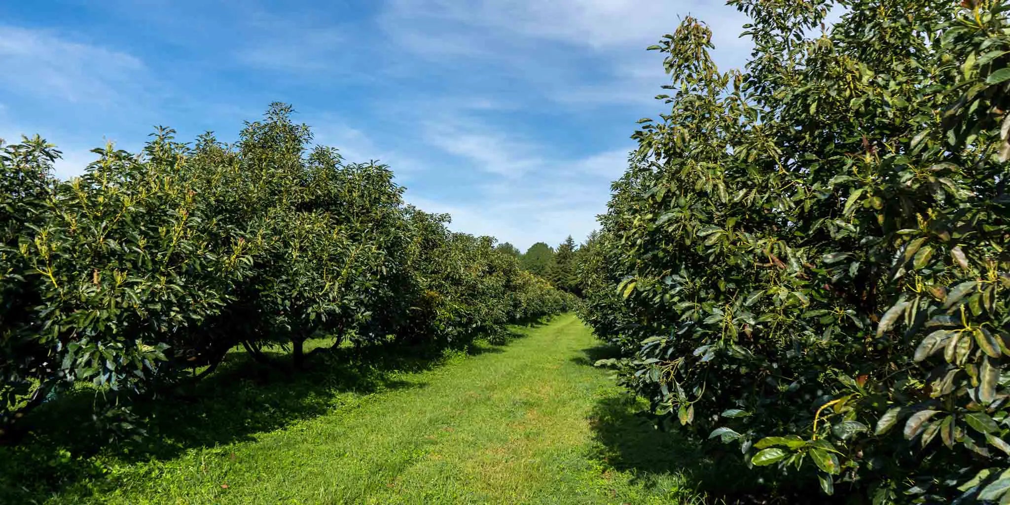 trees of avocados