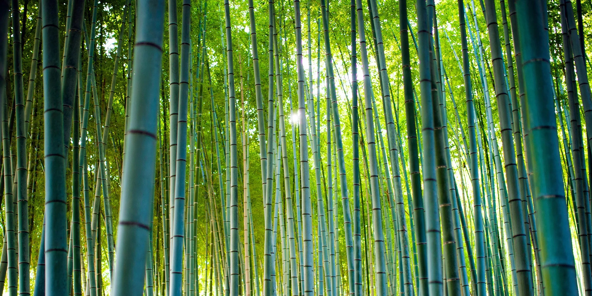 Bamboo toilet paper