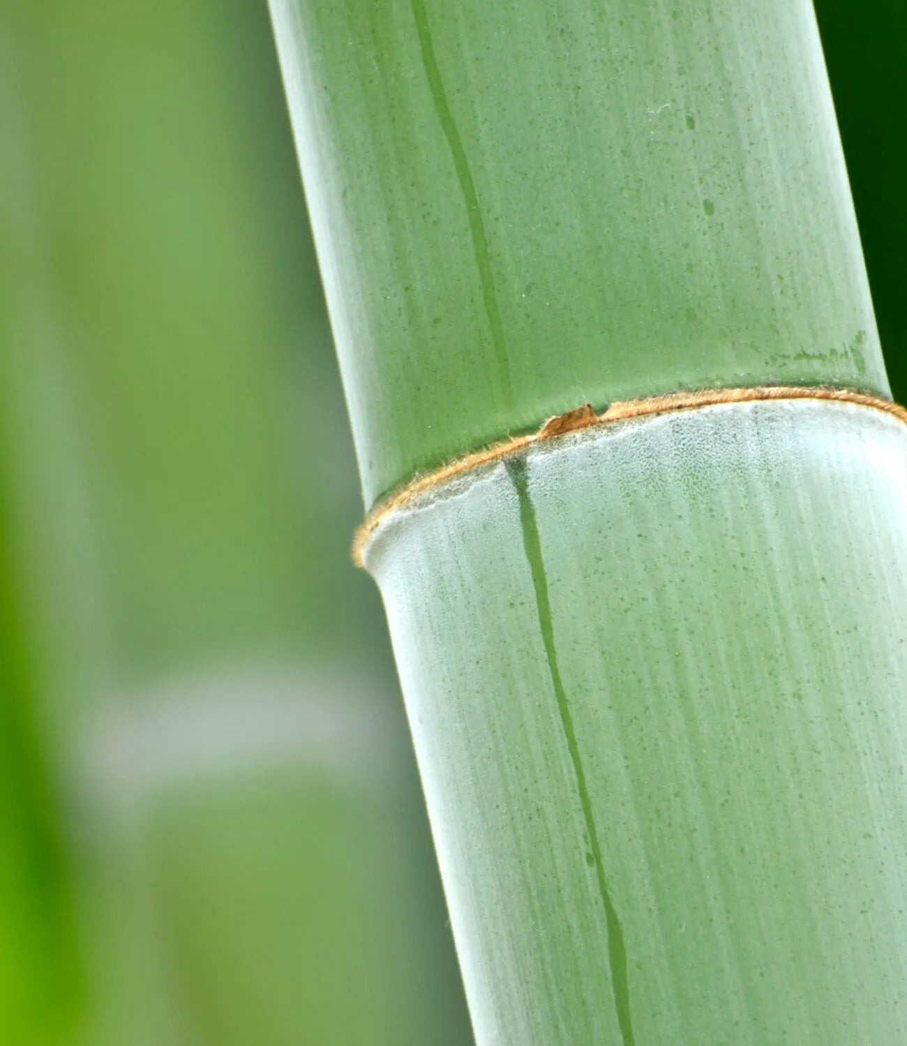 Seek Bamboo - Bamboo toilet paper