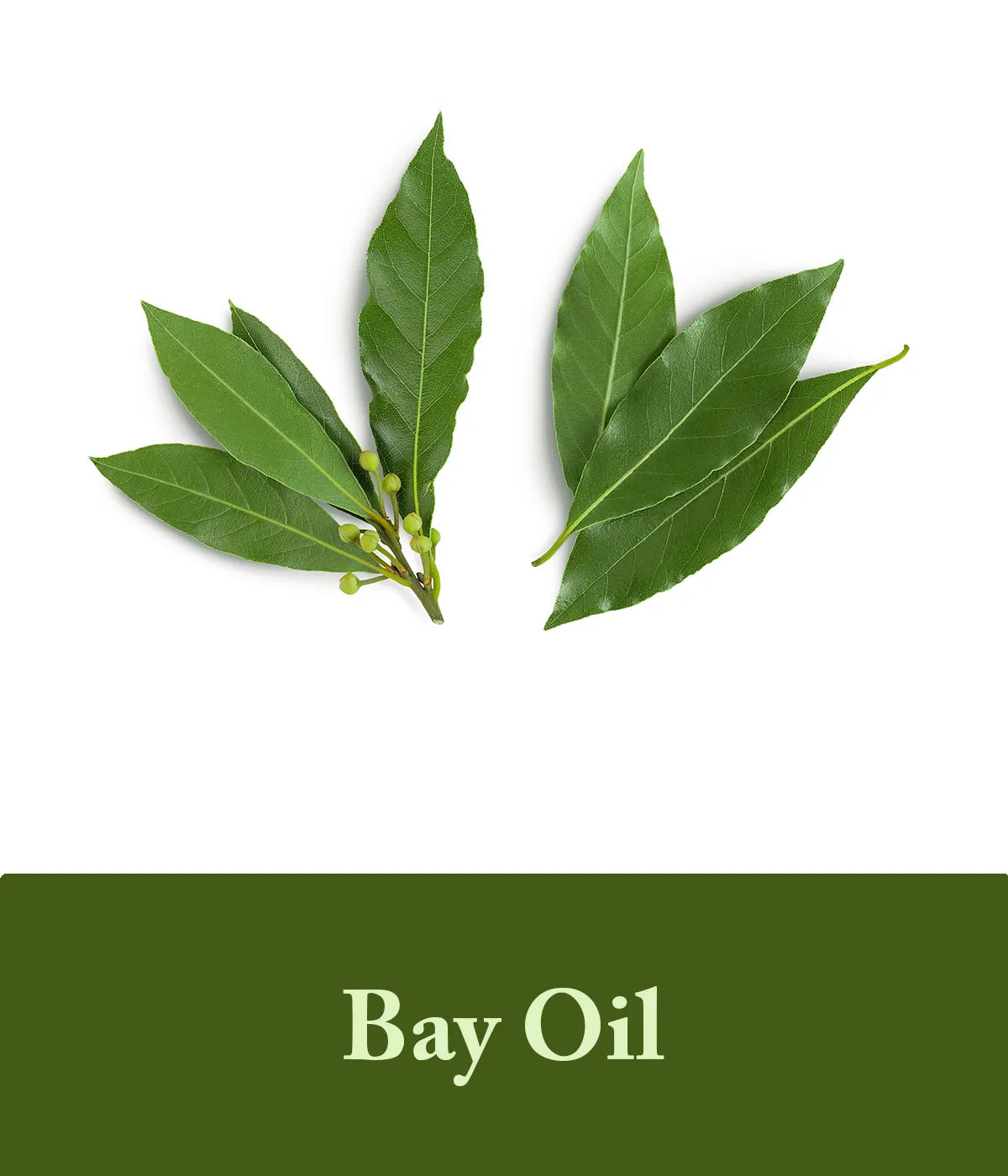 Bay Oil Olive For Olive Oil Shampoo Bar