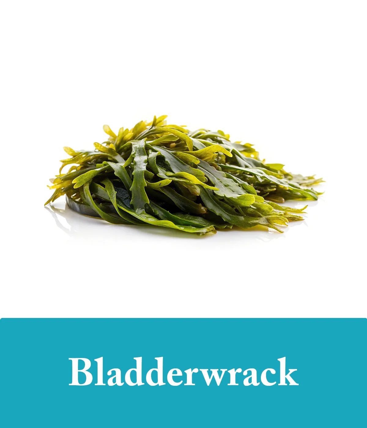 Bladderwrack Seaweed Shampoo Ingredient