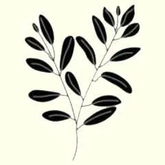 icon for eucalyptus shampoo