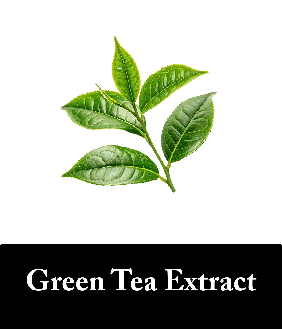 Green Tea Extract Charcoal Shampoo Bar