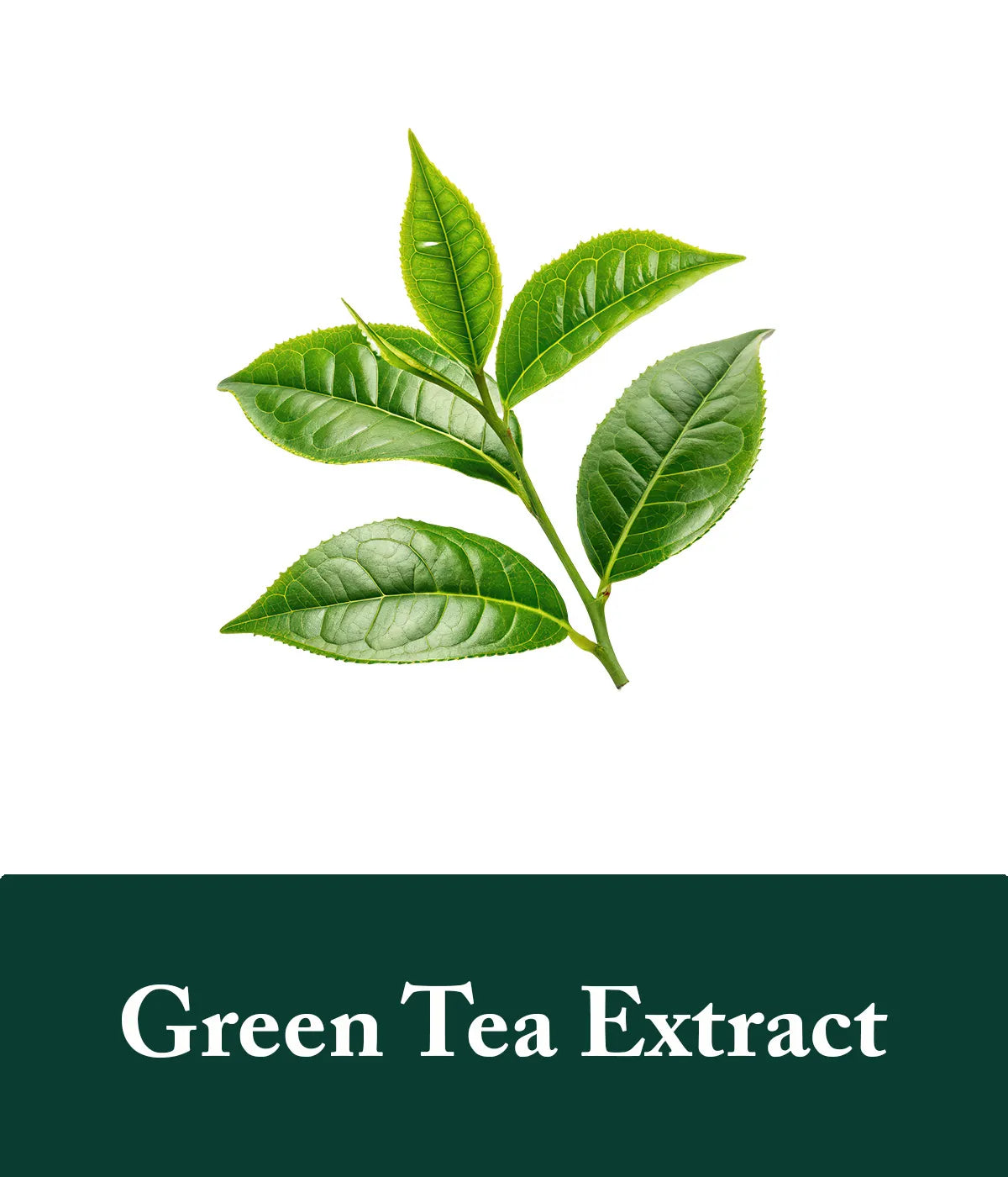 Green Tea Extract Rosemary Ingredient