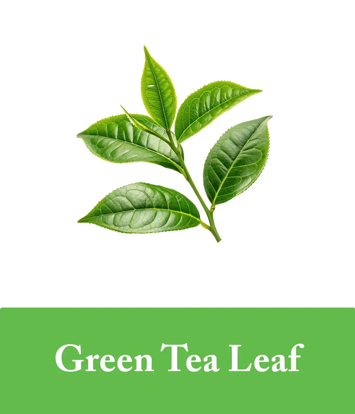 green tea extract in shampoo