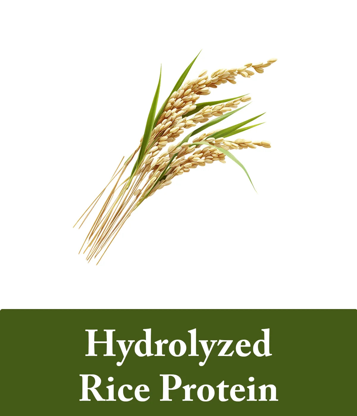 Hydrolyzed Rice Protein
