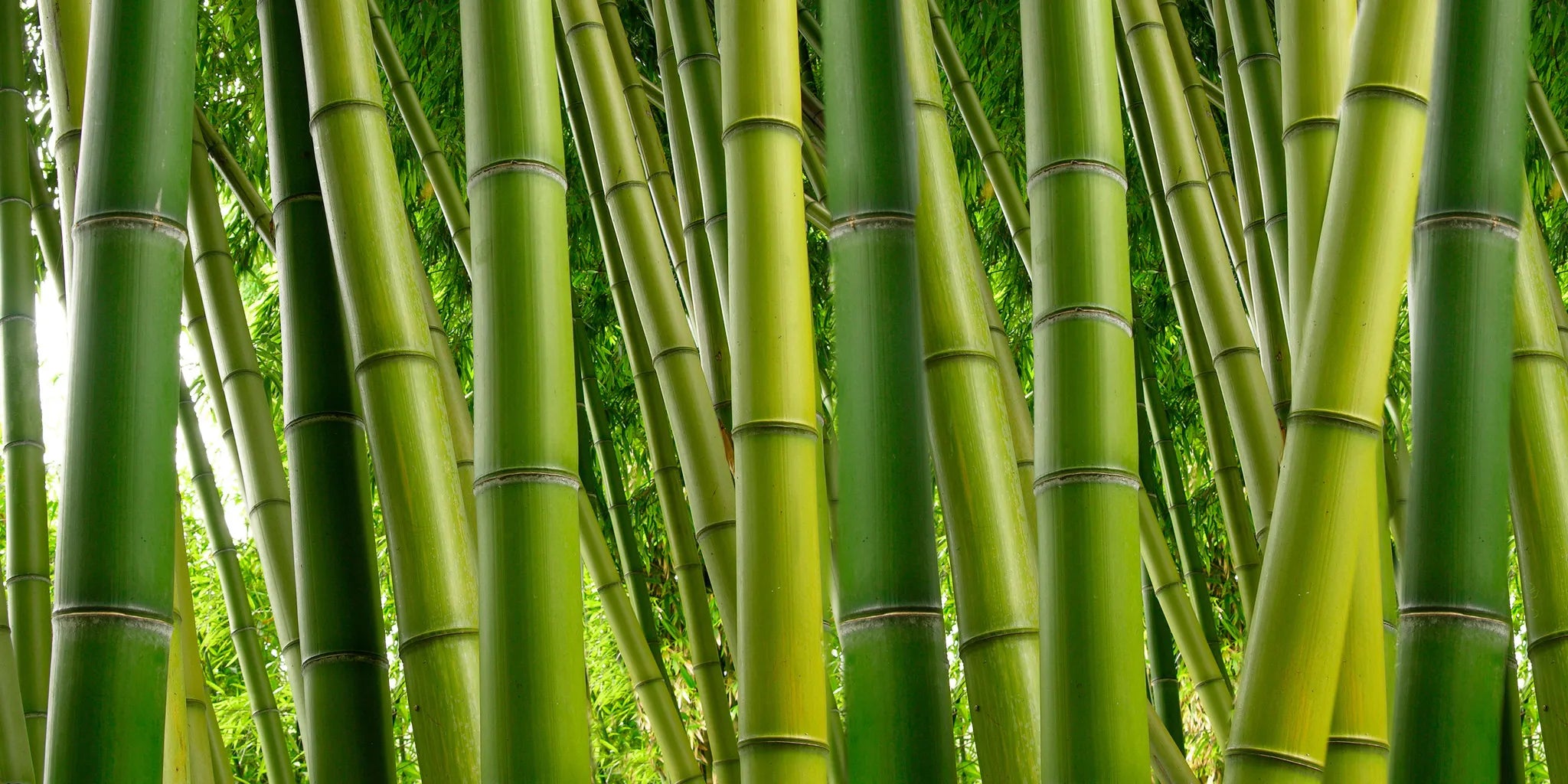 Is Bamboo Toilet Paper Septic Safe