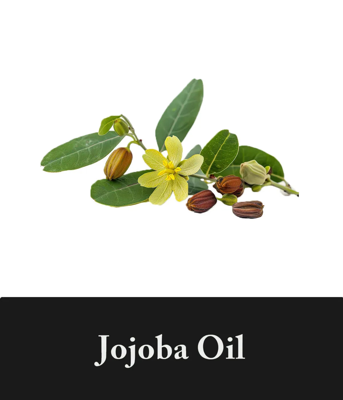 jojoba oil in charcoal shampoo by seek bamboo