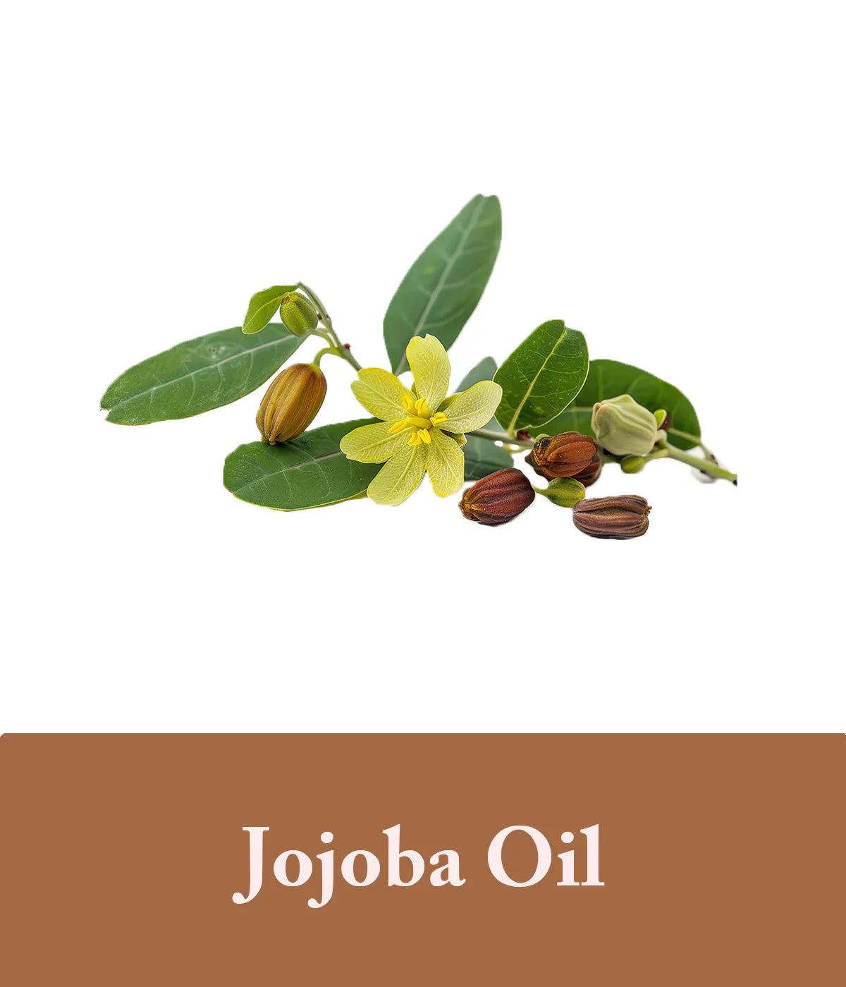 Jojoba Oil Coffee Shampoo