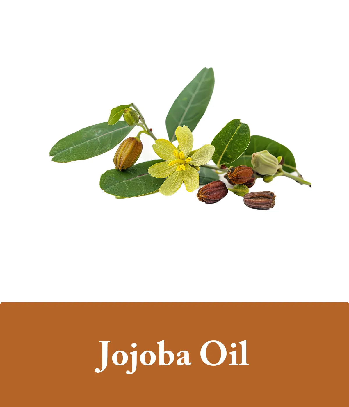 Jojoba Oil Ginger Shampoo